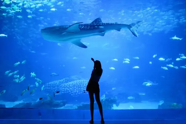A visitor silhouetted against a large tank at the Monterey Bay Aquarium