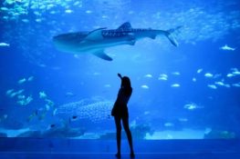 person standing in a aquarium watching fish